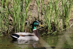 Gräsand_190514_1000